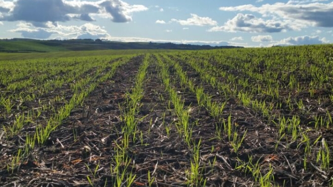 Começa a semeadura de inverno na Região Sul