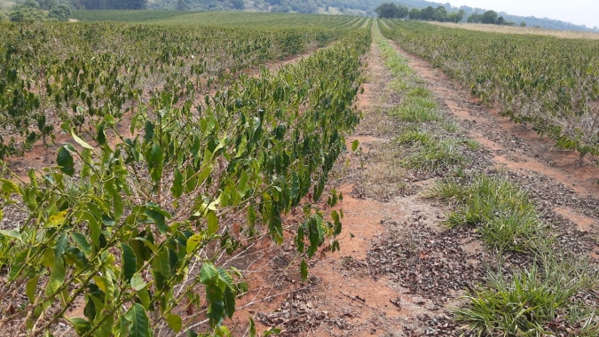 Chuvas chegam ao Sul de Minas Gerais, mas a dúvida é se os frutos do café vão crescer