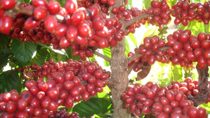 Exportação de café robusta de Sumatra, na Indonésia, recua 4% em julho