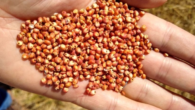 USDA informa venda de 110 mil t de sorgo para a China nesta 4ª feira