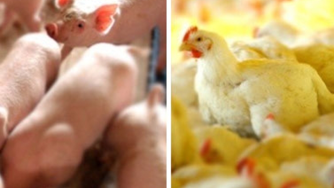 Artigo/Embrapa: O desafio de substituir o milho e a soja na alimentação de suínos e aves