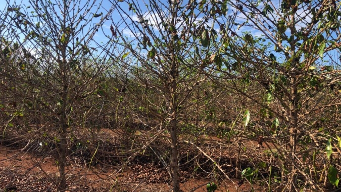 Seca e calor: cafeicultura analisa impactos para elaborar propostas
