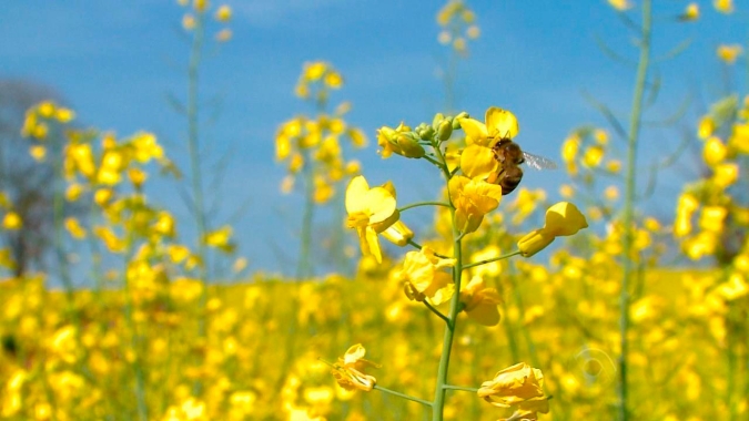 Canadá e China negociam acordo para manter comércio de canola