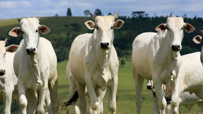 Agrobrazil: Encurtamento generalizado das escalas de abate em quase todos os estados