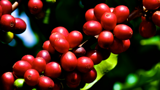 Colheita de café do Brasil atinge 20% do total e se aproxima da média, diz Safras & Mercado