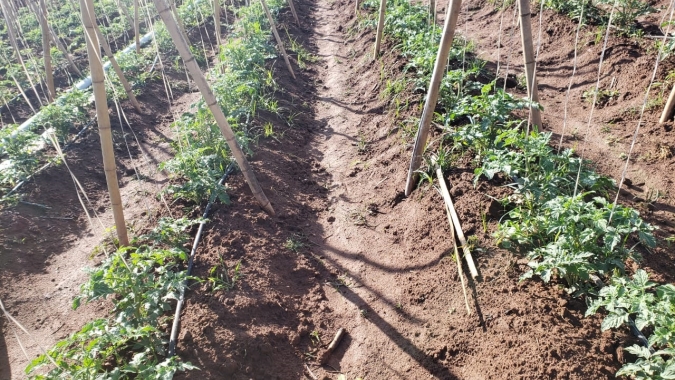 Tomate: Clima ajuda e região de Campinas tem bom desenvolvimento da safra; expectativa de até 400 caixas a cada mil pés