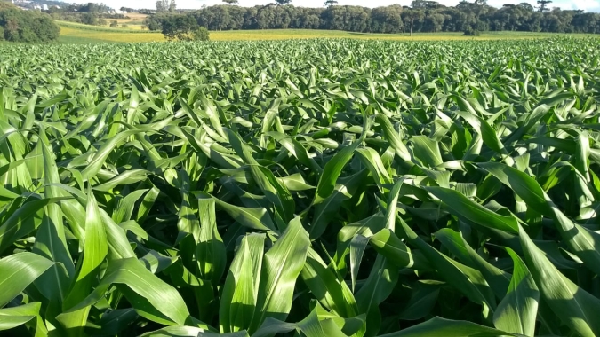 Colheita do milho atinge 59% da área cultivada no RS