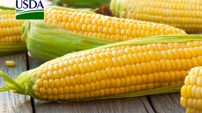 USDA informa nova venda de milho nesta quarta-feira (15)