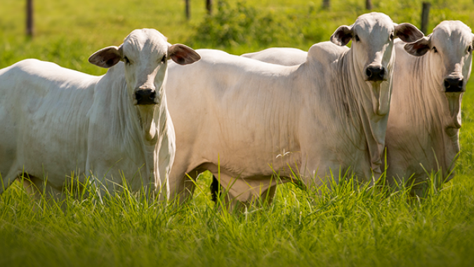 Defesa agropecuária contribui para crescimento de abates de bovinos e aves em Goiás