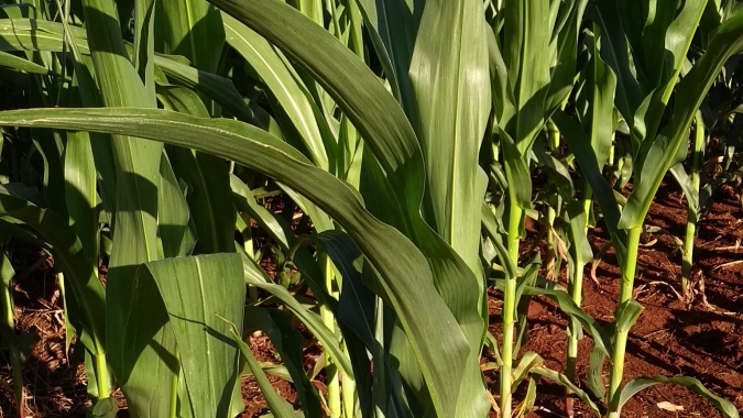 Deral indica colheita do milho em 14% no Paraná, enquanto plantio vai à 10%