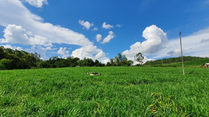 Produtores destacam vantagens do capim coracana ANpg 209 da Agro Norte; veja os relatos