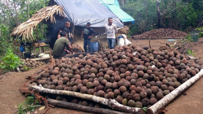 Parceria com a Emater/PA deve duplicar a produção de Castanha do Brasil