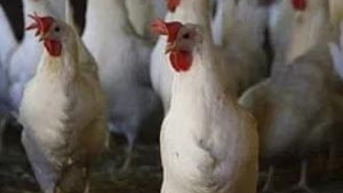 Ovos: plantel de galinhas em produção comercial no decorrer de junho