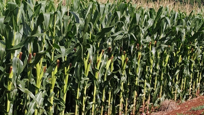 Deral indica que 91% do milho plantado no Paraná estão em boas condições