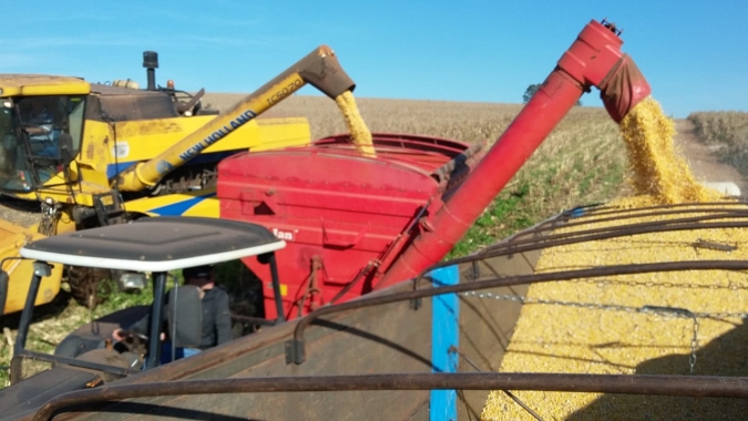 Imea aponta avanço de 7% na colheita do milho safrinha do Mato Grosso nesta semana