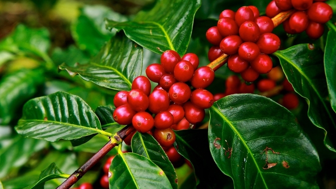 Café: Bolsa de Nova York recua mais de 3%; reajuste nos preços já era esperado por analista