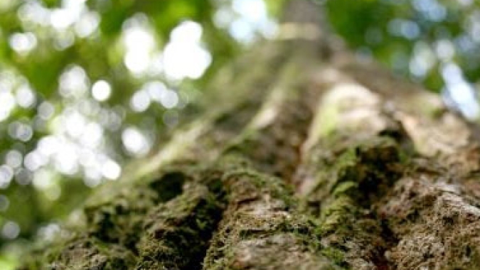 Parceria entre Mapa e BNDES para estudos de concessões florestais na Amazônia