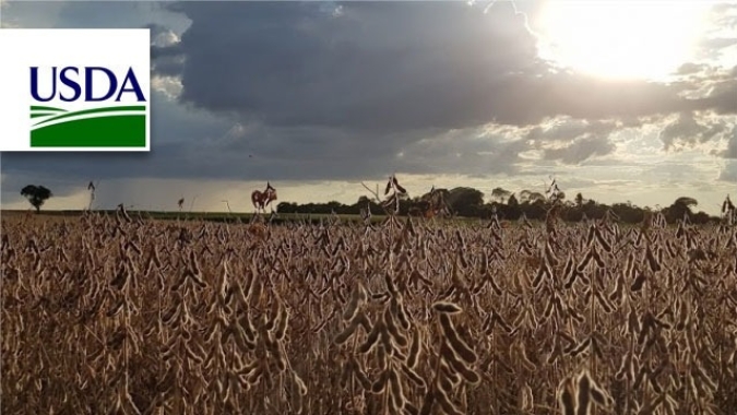 USDA: Boletim de fevereiro pode reduzir safras de soja do Brasil, Argentina e EUA
