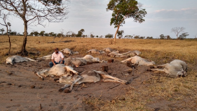 Sindicato contabiliza morte de bovinos após frio intenso no Mato Grosso