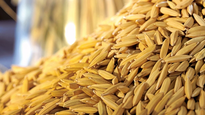 Arroz/Cepea: Preços se sustentam na 1ª quinzena de abril