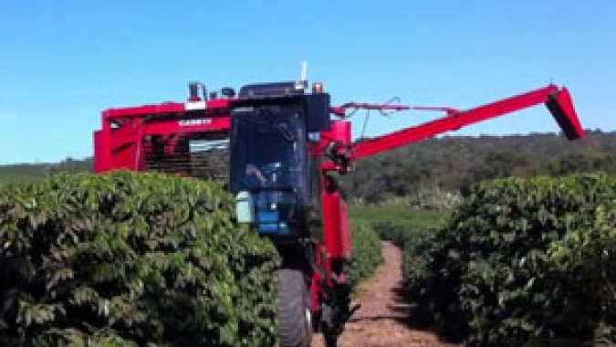 Produção de café de 2019/20 é estimada em 168,71 milhões de sacas, diz OIC