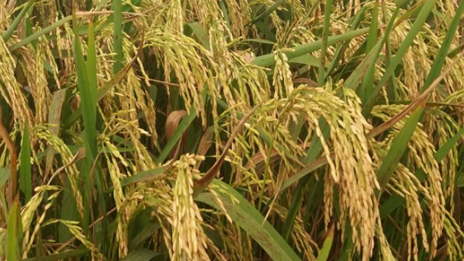 Uruguai: cortes de energia atrapalham desenvolvimento do arroz no leste do país