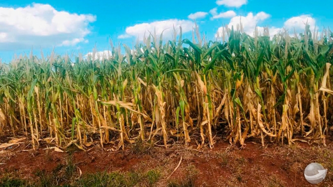 Região da Cotrijal enfrenta quase 20 dias de estiagem e milho é o mais prejudicado. Soja começa a sentir as altas temperaturas