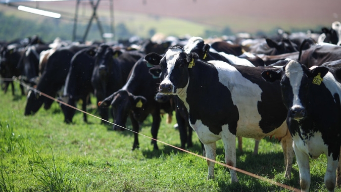 FAESP avalia anúncio da redução no ICMS paulista para leite pasteurizado e carne