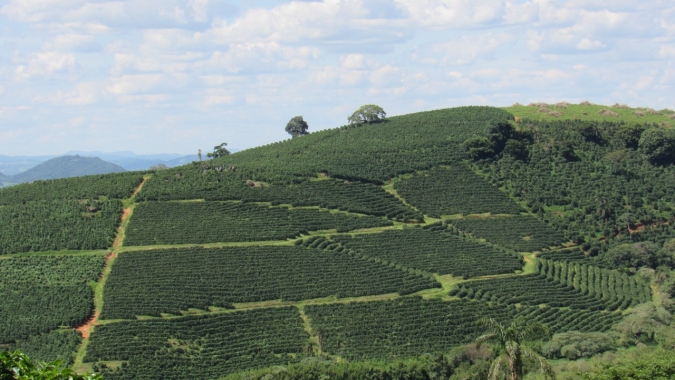 Cafeicultura brasileira tem menor área em produção das últimas duas décadas