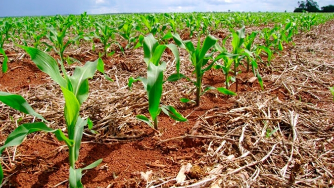 Uberlândia/MG precisa de chuvas com urgência para o desenvolvimento das lavouras de milho recém-plantadas