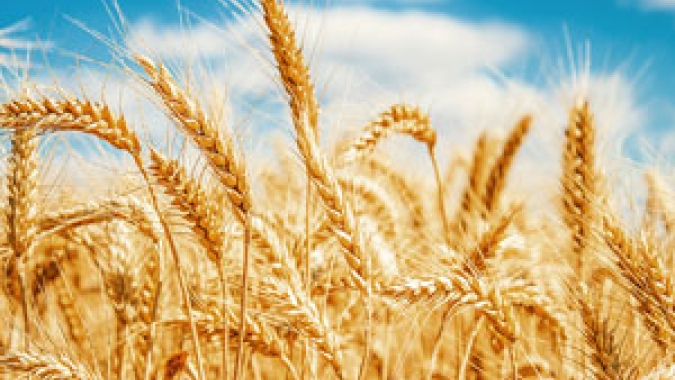 Produtor de Goiás obtém recorde nacional de produtividade de trigo com cultivar da Embrapa