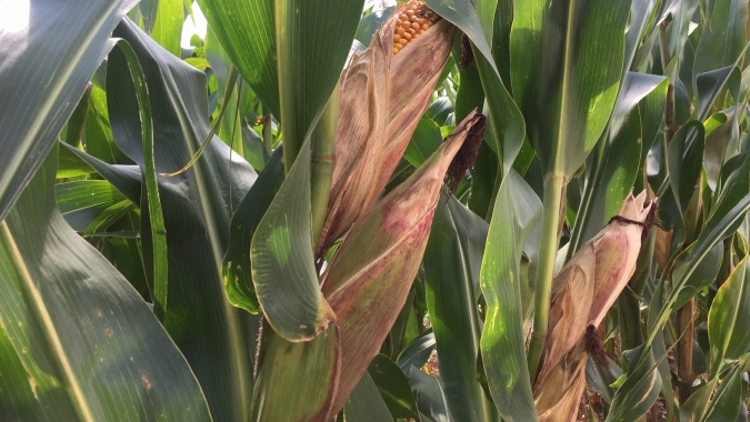 Colheita do milho atinge 75% da área cultivada no RS