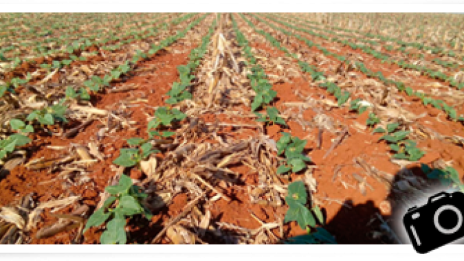Agrodefesa alerta para o fim do período de semeadura do feijão em Goiás