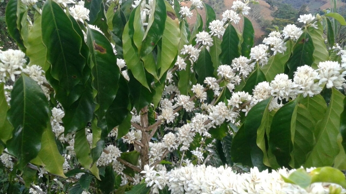 Irrigação Localizada assegura florada em regiões produtoras de café