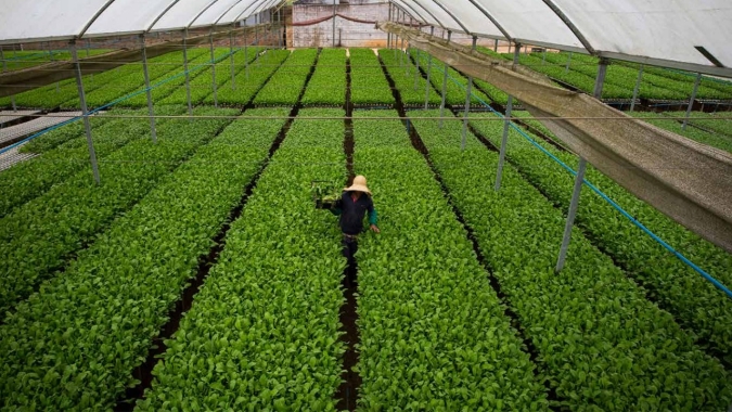 Estudo de produção de alimentos e consumo mostra que realidades urbanas e rurais estão mais próximas do que você imagina