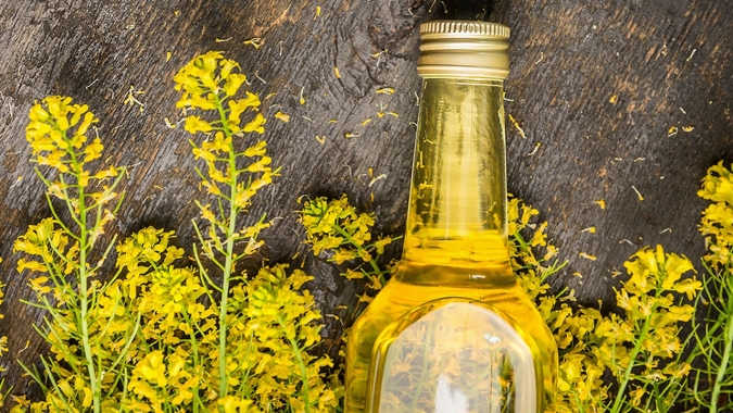 Projeto da Embrapa busca viabilizar cultivo da canola no cerrado brasileiro