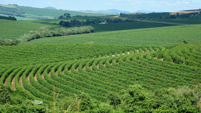Café se recupera das mínimas de 5 semanas nesta 5ª em NY; robusta cai