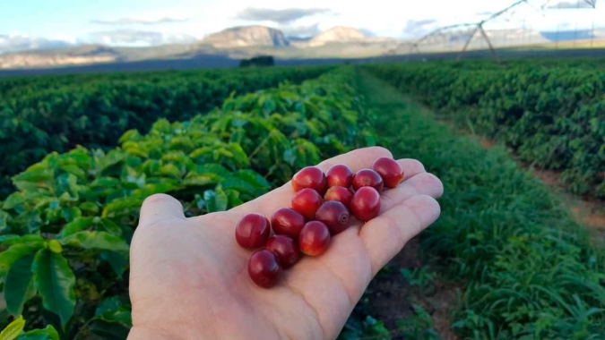 Café: Mercado abre mais um dia com poucas movimentações em NY