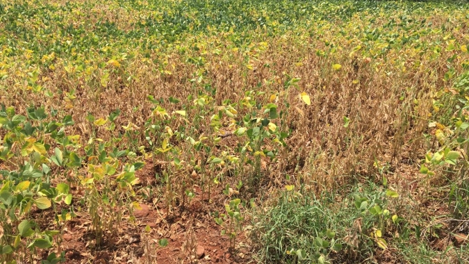 Produtores relatam perdas de até 30% na soja por conta do clima adverso