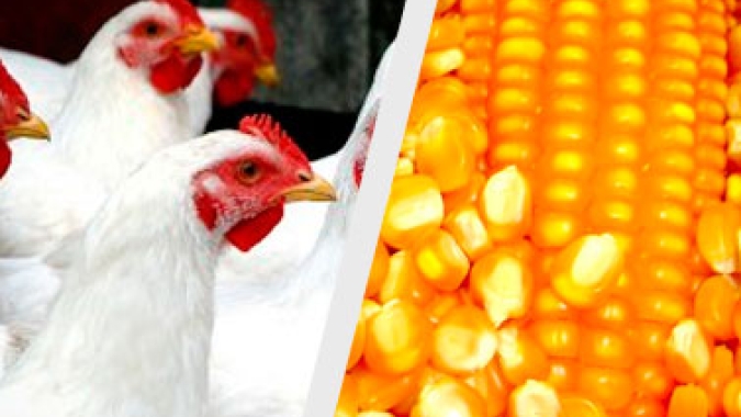 Poder de compra do frango vivo em relação ao milho é o maior em 13 meses; porém...