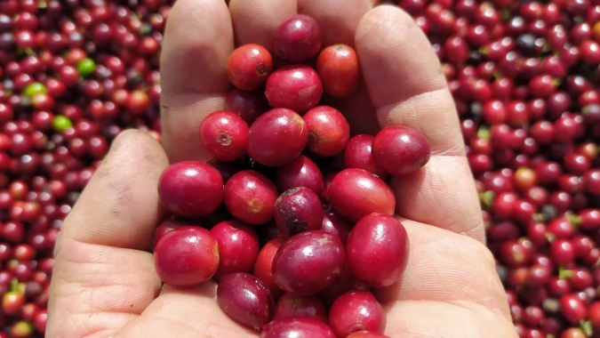 Observando Brasil, café abre semana com ajustes nos preços em Nova York