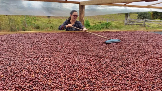 Café: Sexta-feira inicia com quedas na Bolsa de Nova York
