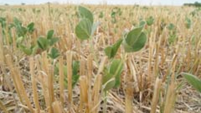 Soja: Plantio da safra brasileira 2022/23 atinge 2%, aponta Safras