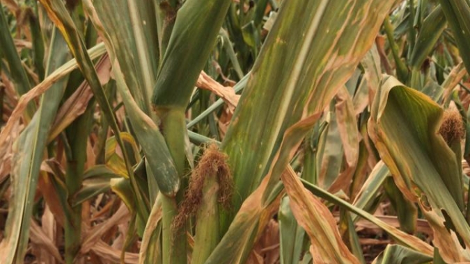 Entidades da Câmara Setorial do Milho fecham documento com propostas para reduzir os danos da estiagem
