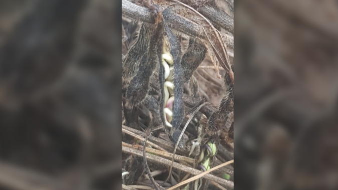 Chuva impede colheita da soja em Tocantins, tira qualidade dos grãos e pode inviabilizar safrinha de milho