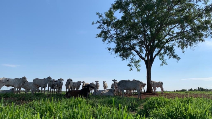 Agronegócio e as relações de trabalho: evoluções legislativas e desafios contemporâneos do trabalho Rural, por Vitor Hugo da Silva Alves