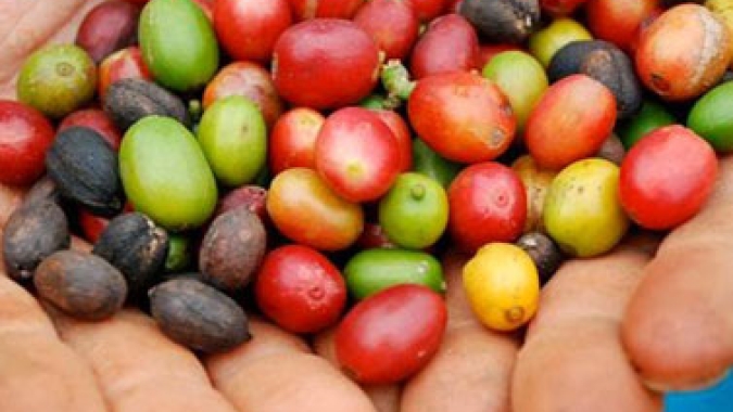 Mercado do café continua pressionado pelo tarifaço e inicia 6ª feira (04) em queda