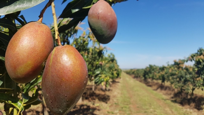 Manga/Cepea: Preço da palmer cai na região de Monte Alto/Taquaritinga