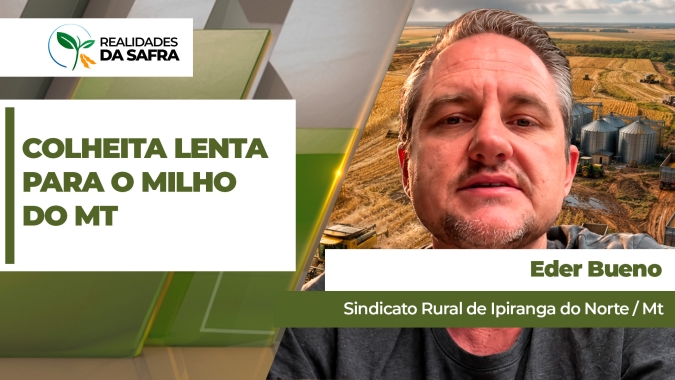 Chuva e frio alongaram ciclo do milho e colheita avança lentamente em Ipiranga do Norte/MT