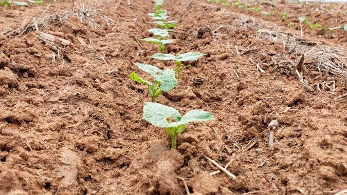 Com plantio da soja atrasado, produtores de Canarana/MT “olham para cima e pedem chuva”